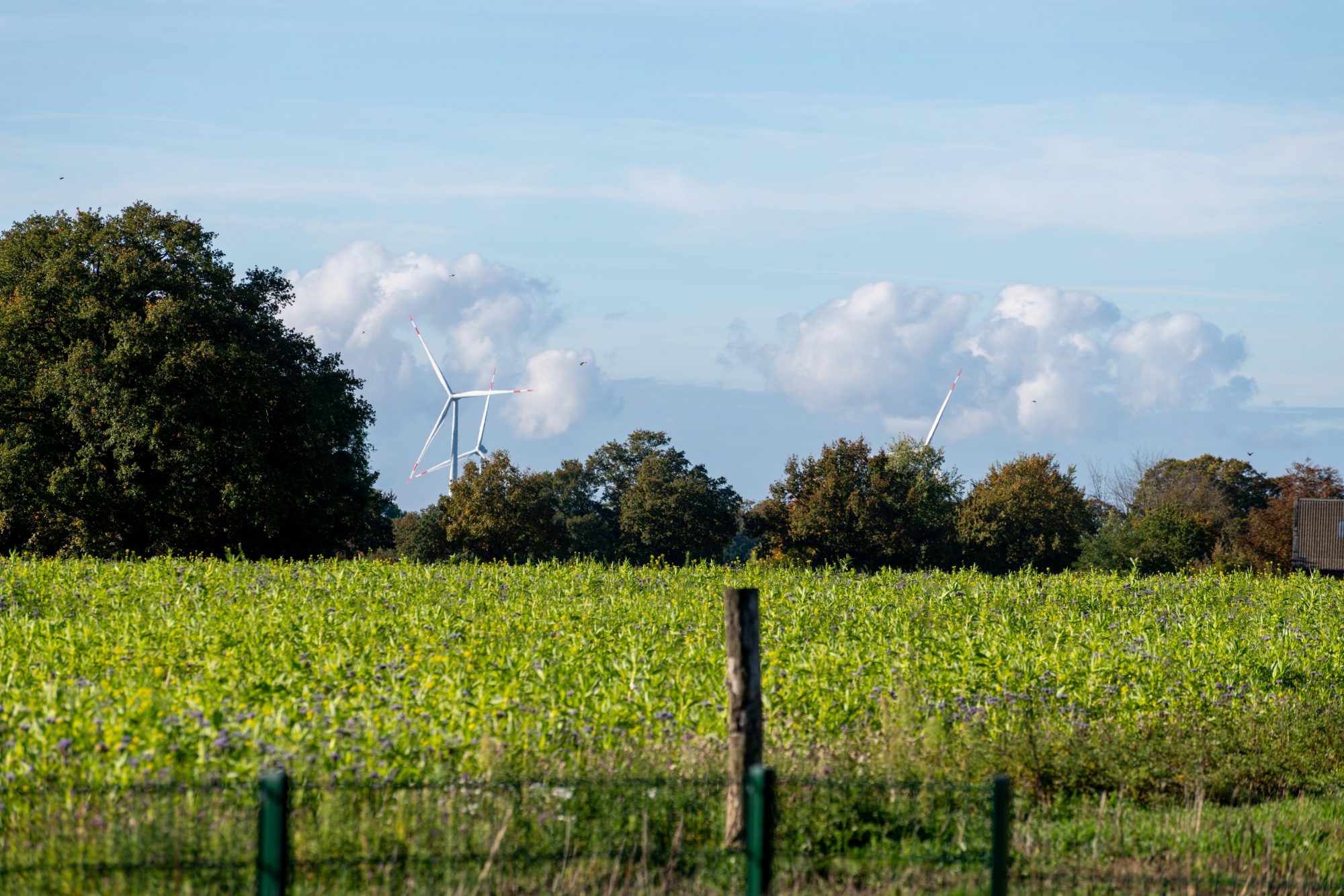 Windmill in a field