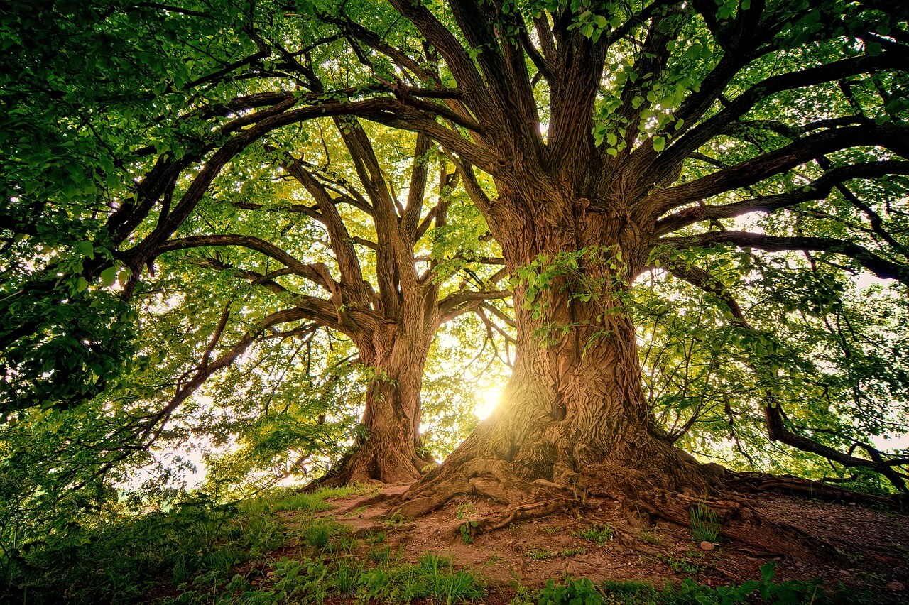 Trees environment sustainability